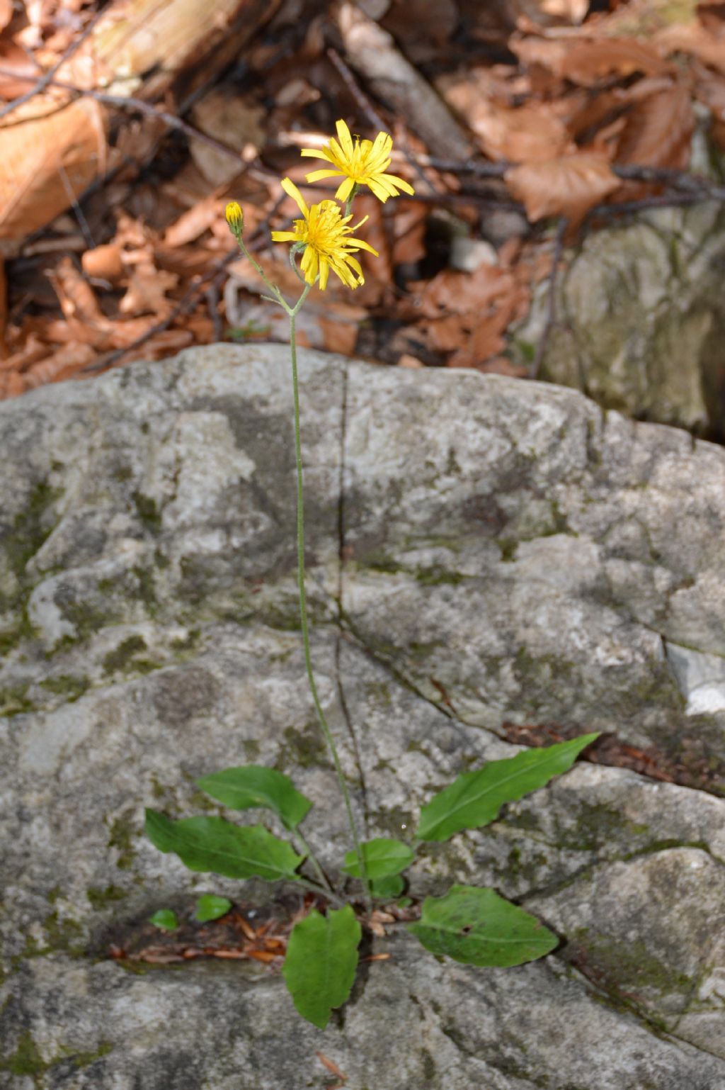 Hieracium glaucinum ?
